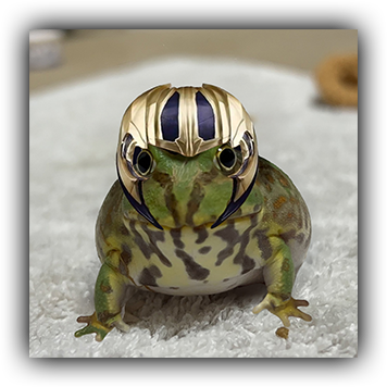 Frog 11