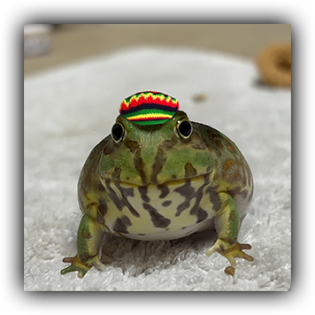 Frog 12