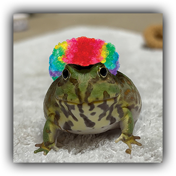 Frog 13