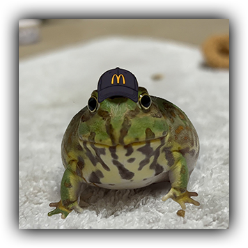 Frog 5